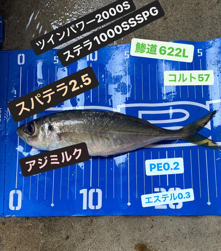 アジの釣果