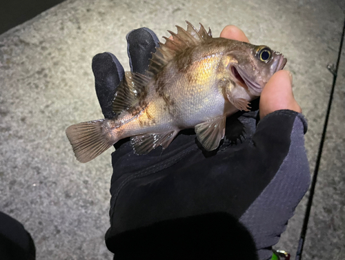 メバルの釣果