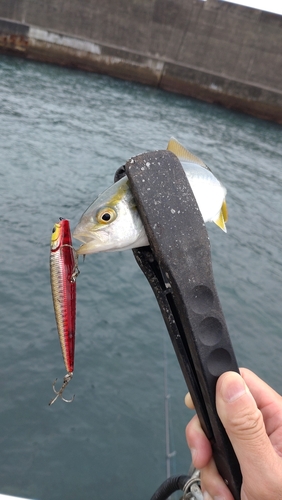 カンパチの釣果