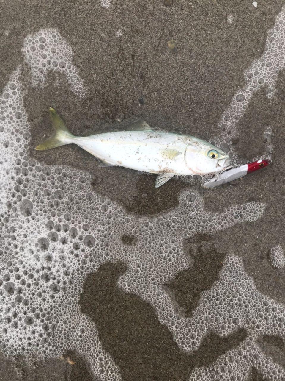 ワカシ