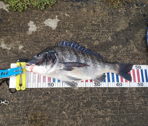 チヌの釣果