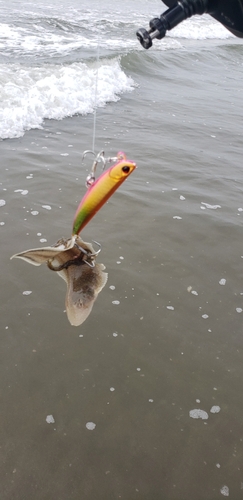 シタビラメの釣果