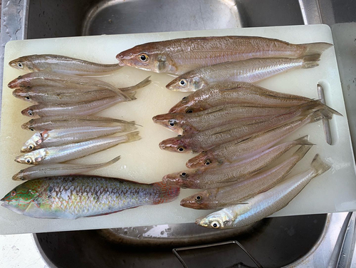 キスの釣果