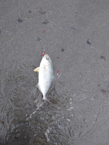 ショゴの釣果