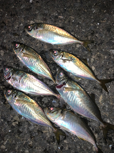 アジの釣果