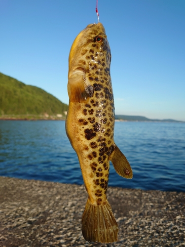 フグの釣果