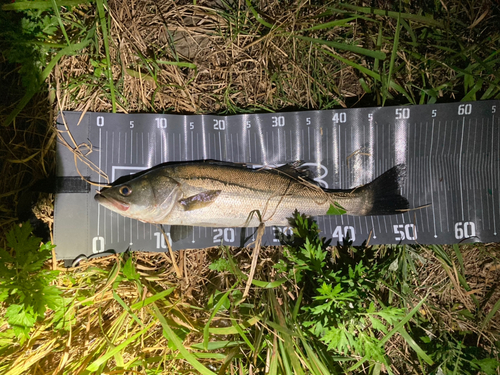 フッコ（マルスズキ）の釣果