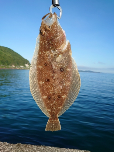 ミズクサガレイの釣果