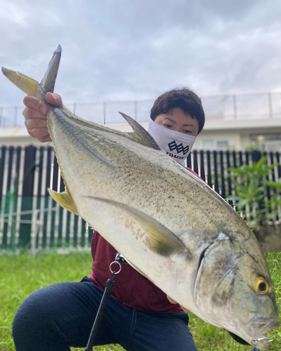 オニヒラアジの釣果