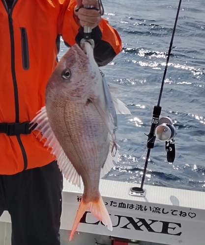 マダイの釣果