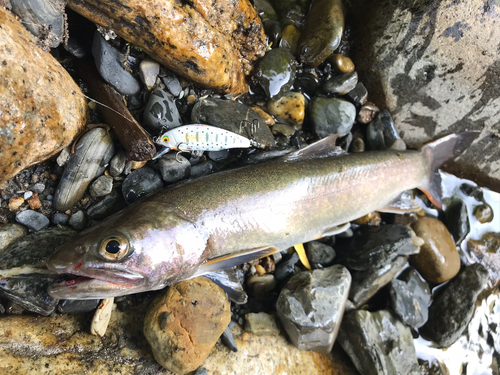 イワナの釣果