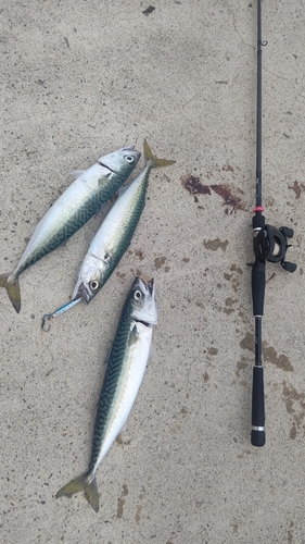 サバの釣果