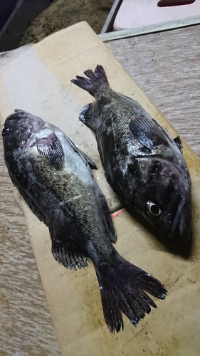 クロソイの釣果