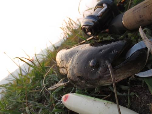 マナマズの釣果