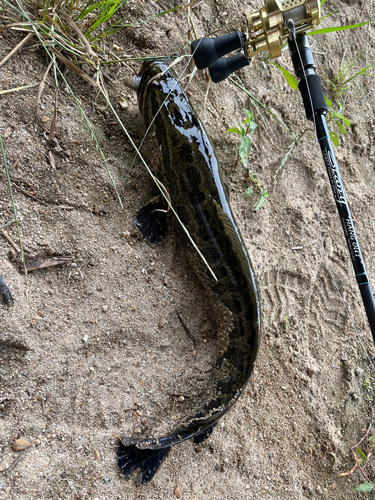 ライギョの釣果