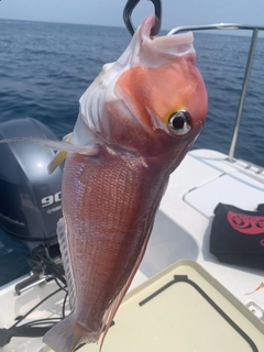 アマダイの釣果