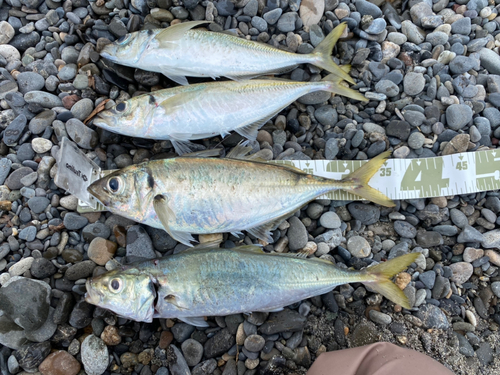 イワシの釣果