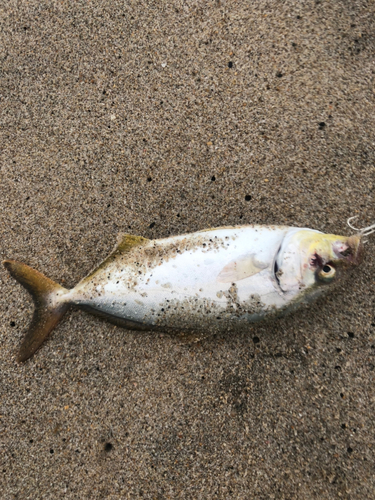 ショゴの釣果