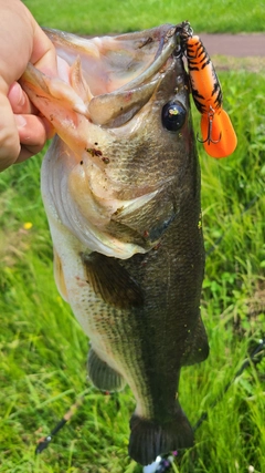 ラージマウスバスの釣果