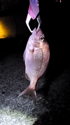 タイの釣果