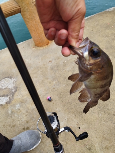 メバルの釣果