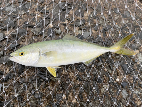 ヤズの釣果