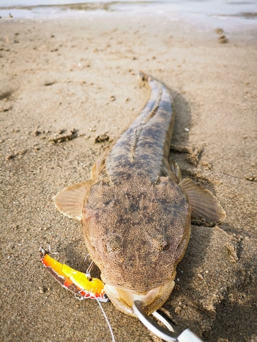 マゴチの釣果