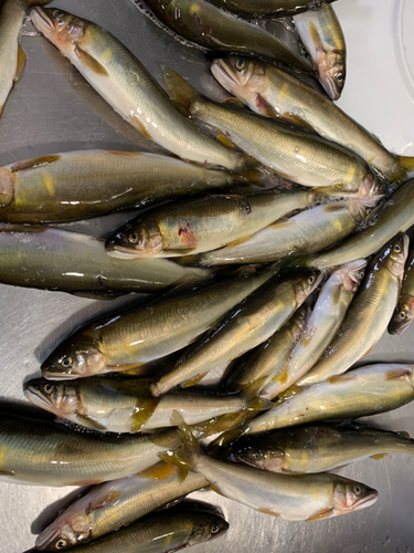 アユの釣果