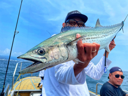 サワラの釣果