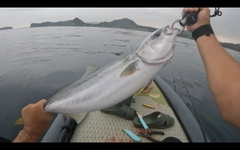 ワラサの釣果