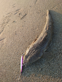 マゴチの釣果