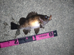 メバルの釣果
