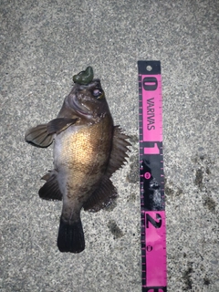 メバルの釣果