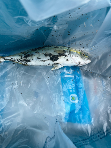 ワカシの釣果