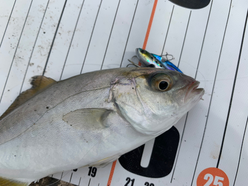 ショゴの釣果