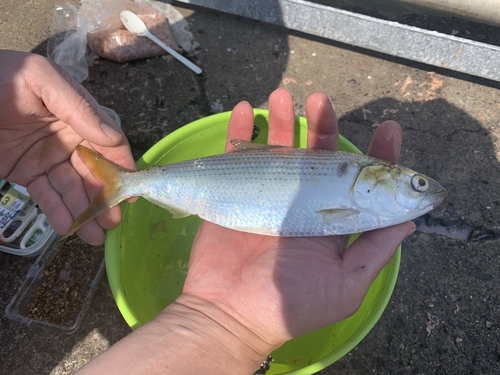 コノシロの釣果