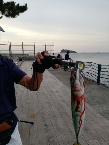 タチウオの釣果