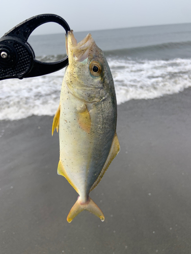 ショゴの釣果