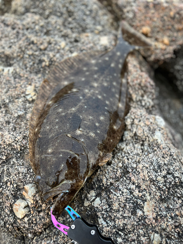 ヒラメの釣果