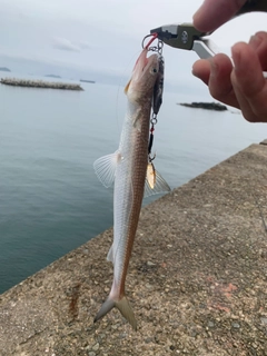 エソの釣果