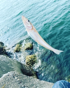 キスの釣果