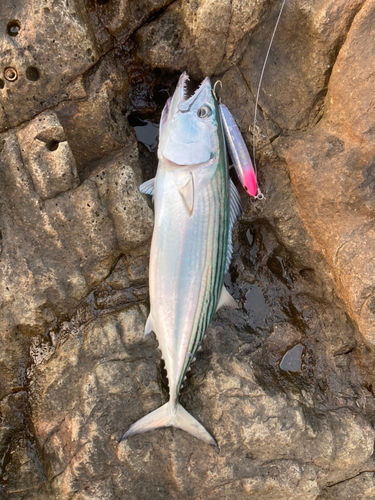 ハガツオの釣果