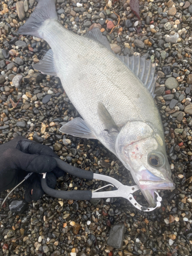 セイゴ（ヒラスズキ）の釣果