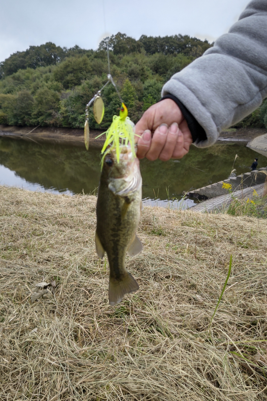 ブラックバス