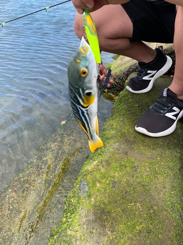 シマフグの釣果