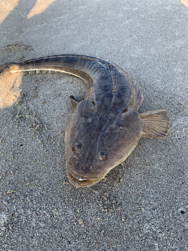 マゴチの釣果