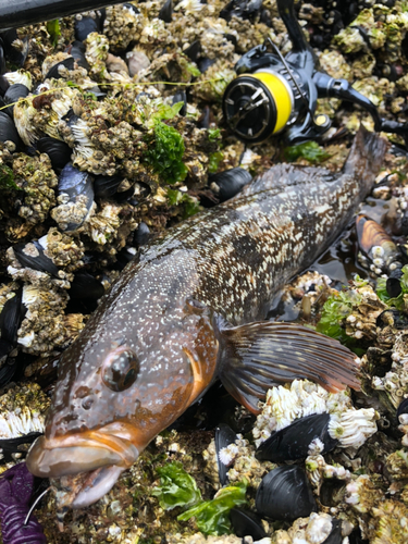 アイナメの釣果