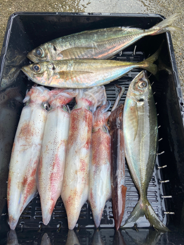 ケンサキイカの釣果