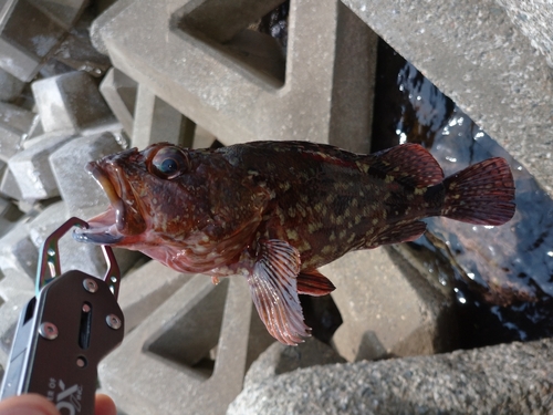 カサゴの釣果