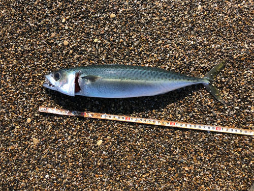 マサバの釣果